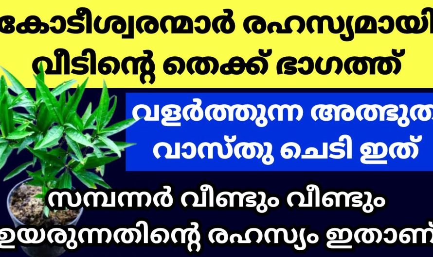 ഒരു ചെടി വളർത്തു, നിങ്ങൾ കോടീശ്വരന്മാരായിത്തീരും  ഉറപ്പ്