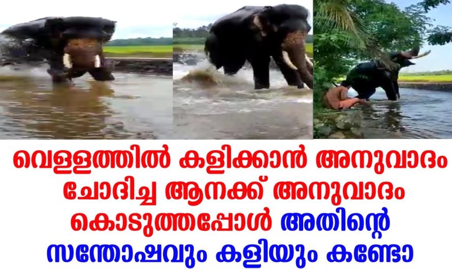 കളിക്കാനുള്ള അനുവാദം പാപ്പാൻ കൊടുത്തപ്പോൾ ആന ചെയ്തത്… ആനയും പാപ്പാനും തമ്മിലുള്ള സ്നേഹം കണ്ടോ കൊടുത്തപ്പോൾ