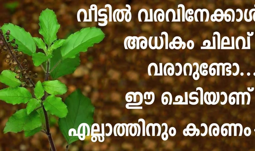 ഈ ചെടിയാണ് നിങ്ങളുടെ വീട്ടിൽ അധികം ചിലവ് വരാനുള്ള പ്രധാന കാരണം, ഇനിയും അറിയാതെ പോകല്ലേ