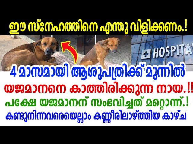 കണ്ണ് നിറഞ്ഞു പോകും, ഈ നായയുടെ സ്നേഹം കണ്ടാൽ