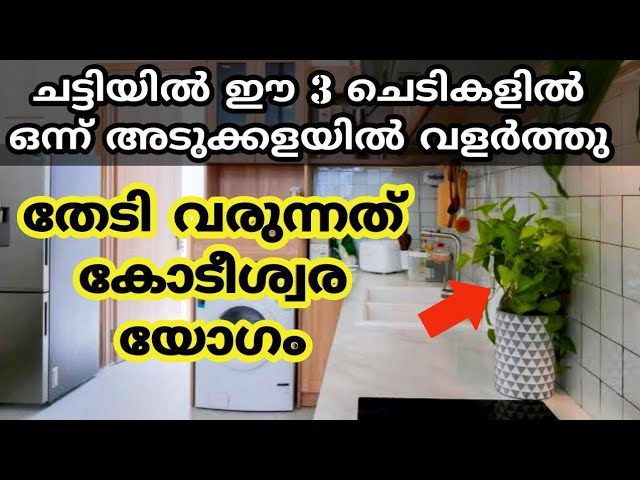 ഈ ഒരു ചെടി അടുക്കളയിൽ വളർത്തി നോക്കൂ , പിന്നെ കാണാം അത്ഭുതം