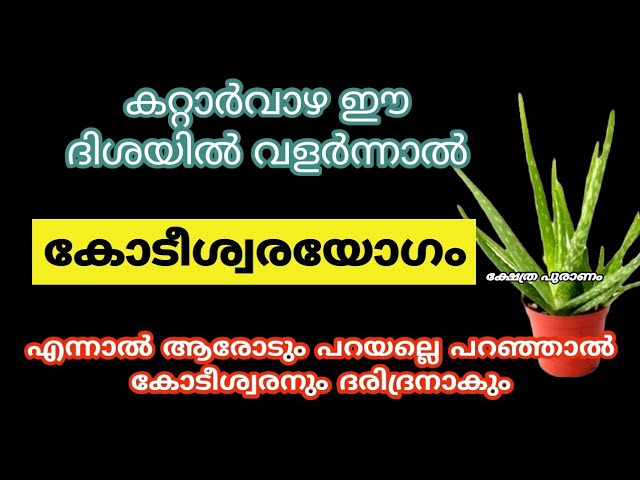 ഈ 6 തെറ്റ് ചെയ്യല്ലെ, വീട്ടിൽ കറ്റാർവാഴ ഉണ്ടെകിൽ ഭാഗ്യം നഷ്ടമാകാൻ അത് മതി