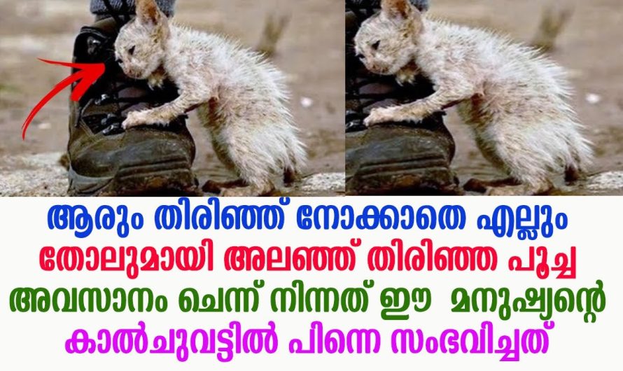 ഈ മനുഷ്യന്റെ കാൽചുവട്ടിൽ, എല്ലും തോലുമായി നടന്ന പൂച്ച അവസാനം ചെന്ന് നിന്നത് പിന്നെ സംഭവിച്ചത് !!!!