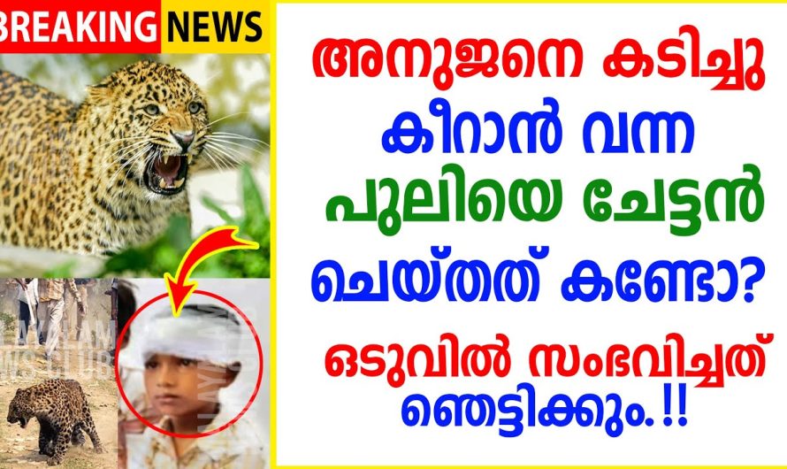 ജീവൻ പണയം വെച്ച് ചേട്ടൻ അനിയനെ പുലി നിന്ന് രക്ഷിച്ചത് കണ്ടോ?