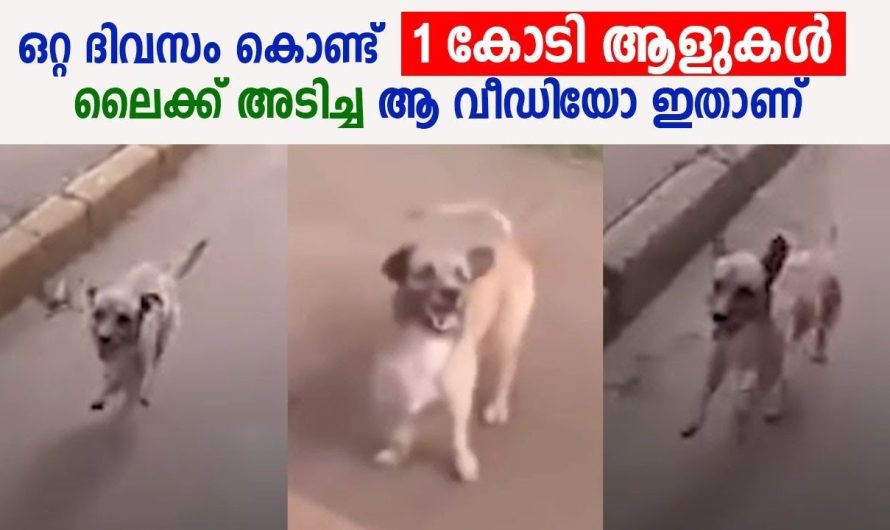 1 കോടി ആളുകൾ ഒറ്റ ദിവസം കൊണ്ട് ലൈക്ക് അടിച്ച, എല്ലാവരും അനേഷിച്ച ആ വീഡിയോ ഇതാണ്