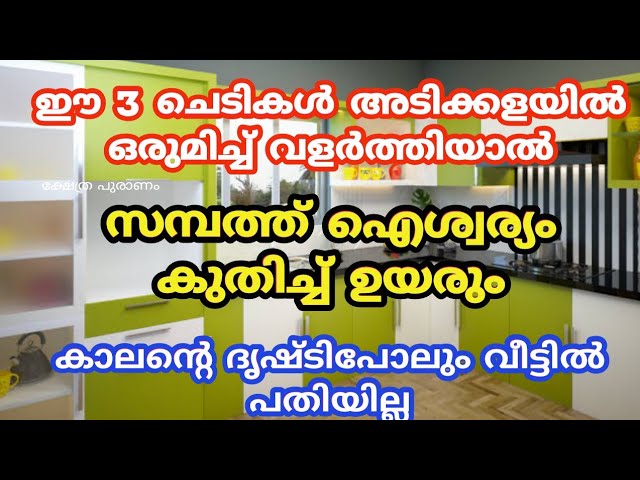 ആരും നട്ട് വളർത്തി പോകും, ഈ ചെടിയുടെ ശക്തി അറിഞ്ഞാൽ