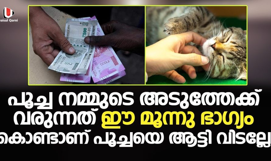 പൂച്ച നമ്മുടെ അടുത്തേക്ക് വരുന്നത് ഈ മൂന്നു ഭാഗ്യം കൊണ്ടാണ് | പൂച്ചയെ ആട്ടി വിടല്ലേ