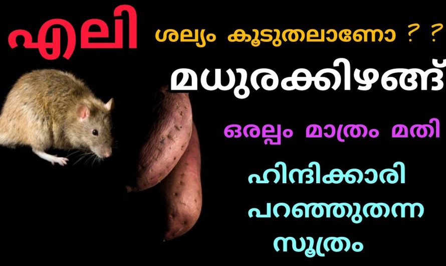 നിങ്ങളുടെ കയ്യിൽ ഒരു സ്വീറ്റ് പൊട്ടറ്റോ ഉണ്ടോ എങ്കിൽ എലികളെ വീട്ടിൽ നിന്നും തുരത്തി ഓടിക്കാം..