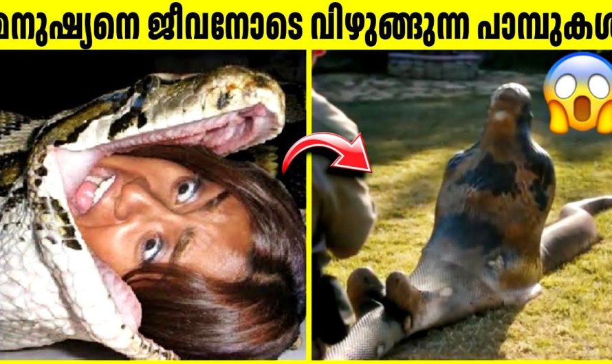 ഒരു മനുഷ്യനെ പാമ്പുകൾ വിഴുങ്ങിയാൽ യഥാർത്ഥത്തിൽ സംഭവിക്കുന്നത് എന്ത്???