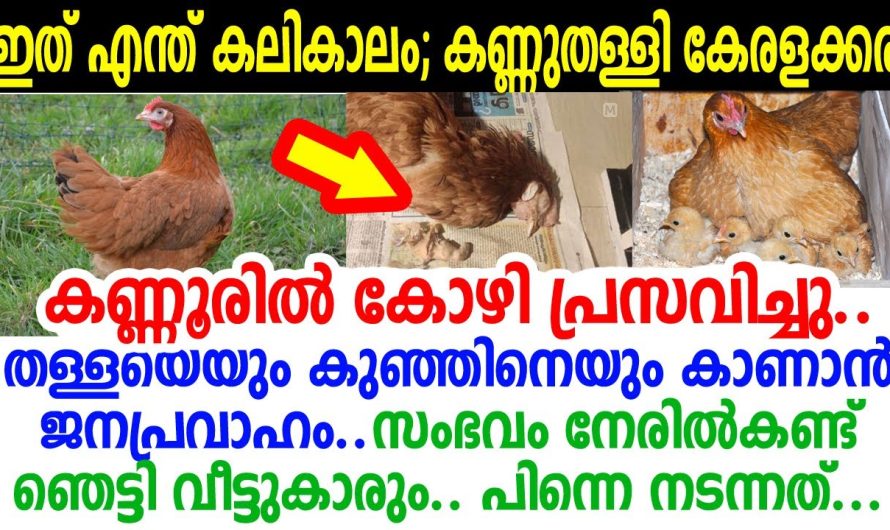 കണ്ണൂരിലെ പിണറായിയിൽ തള്ളക്കോഴി പ്രസവിച്ചു.. അത്ഭുതപ്പെട്ട് വീട്ടുകാരും നാട്ടുകാരും…