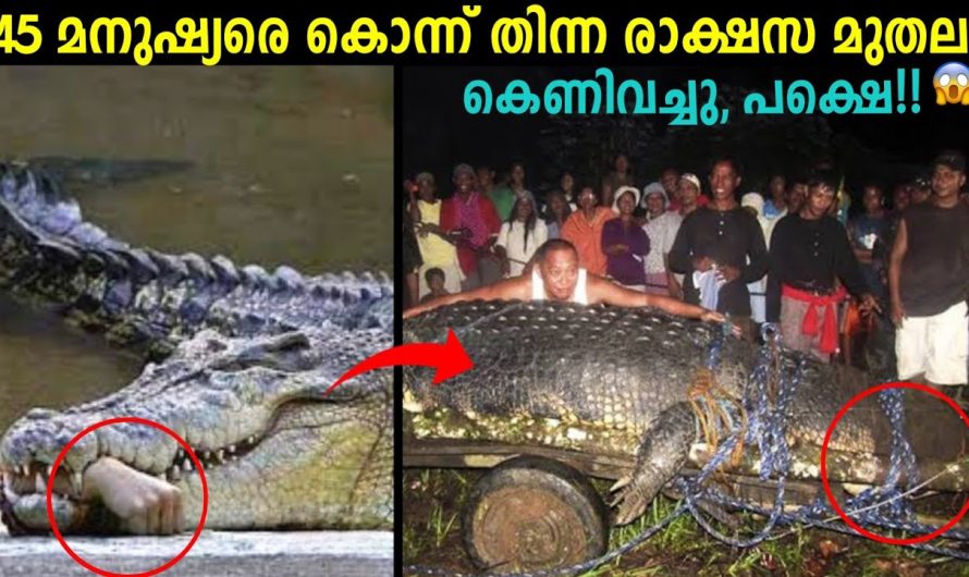 മുന്നൂറിൽ പരം മനുഷ്യന്മാരെ കൊന്നു തിന്ന രാക്ഷസനായ മുതല…