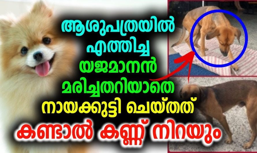 മനുഷ്യരേക്കാൾ സ്നേഹം നായകൾക്ക് ആണ് എന്ന് ഈ വീഡിയോ വീണ്ടും തെളിയിക്കുന്നു..