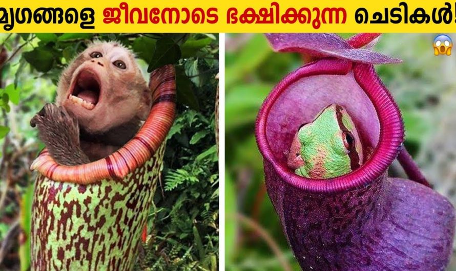 ജീവജാലങ്ങളെ എല്ലാം ഭക്ഷിക്കുന്ന രാക്ഷസച്ചെടികളെ കുറിച്ച് അറിയാം…