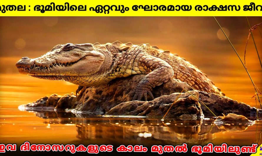 ലോകത്തിലെ ഏറ്റവും മാരകമായി ഇരയെ പിടിക്കുന്ന ജീവികളെക്കുറിച്ച് മനസ്സിലാക്കാം..