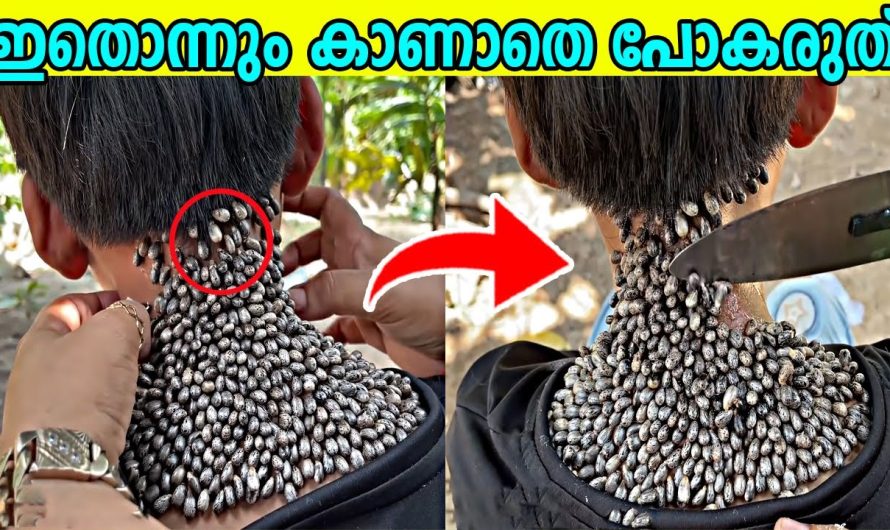 ലോകത്തിൽ വിചിത്രമായ മുട്ടകൾ ഇടുന്ന പക്ഷികളെക്കുറിച്ച് മനസ്സിലാക്കാം