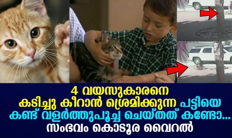 നാലു വയസ്സുകാരനായ കുട്ടിയെ നായ ഉപദ്രവിക്കാൻ ശ്രമിച്ചപ്പോൾ വീട്ടിലുള്ള പൂച്ച ചെയ്തത് കണ്ടോ..