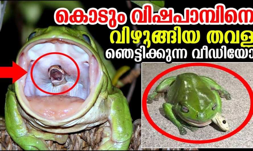 കൊടും വിഷപ്പാമ്പിനെ വിഴുങ്ങിയ പച്ച തവളയ്ക്ക് സംഭവിച്ചത്…