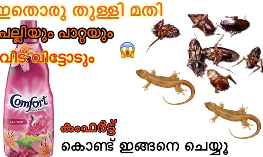 നിങ്ങളുടെ കയ്യിൽ ഇത്തരം വസ്തുക്കൾ ഉണ്ടോ എങ്കിൽ വീട്ടിലെ പല്ലി പാറ്റ ശല്യം ഈസിയായി പരിഹരിക്കാം..