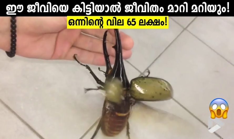 ലക്ഷങ്ങൾ വിലയുള്ള കുഞ്ഞൻ ജീവി.. ഇവ വീട്ടിൽ കണ്ടാൽ ശ്രദ്ധിക്കുക…