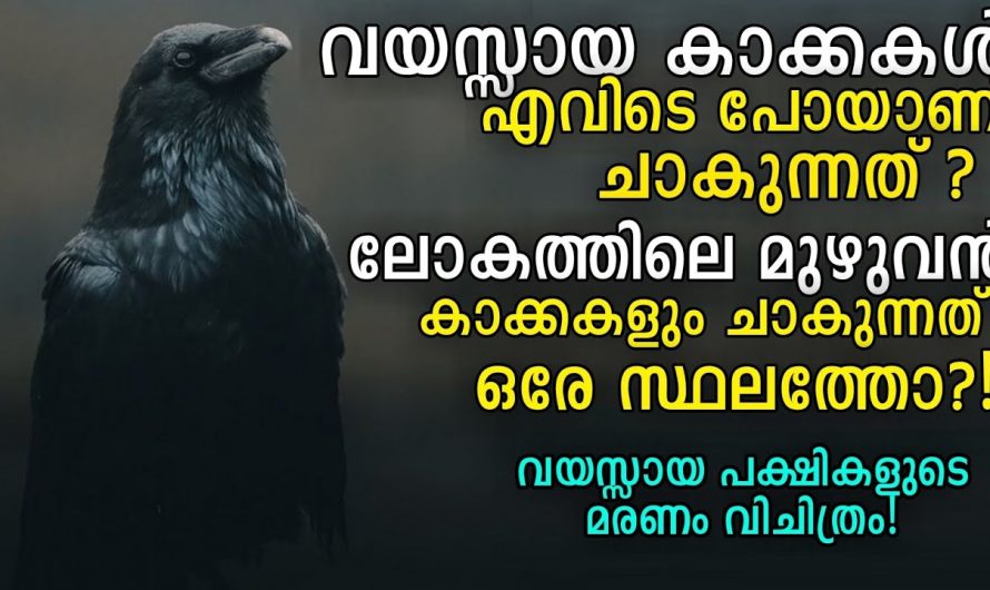 പക്ഷികളെ കുറിച്ചുള്ള ആർക്കും അറിയാത്ത രഹസ്യങ്ങൾ ഈ വീഡിയോയിലൂടെ മനസ്സിലാക്കാം..