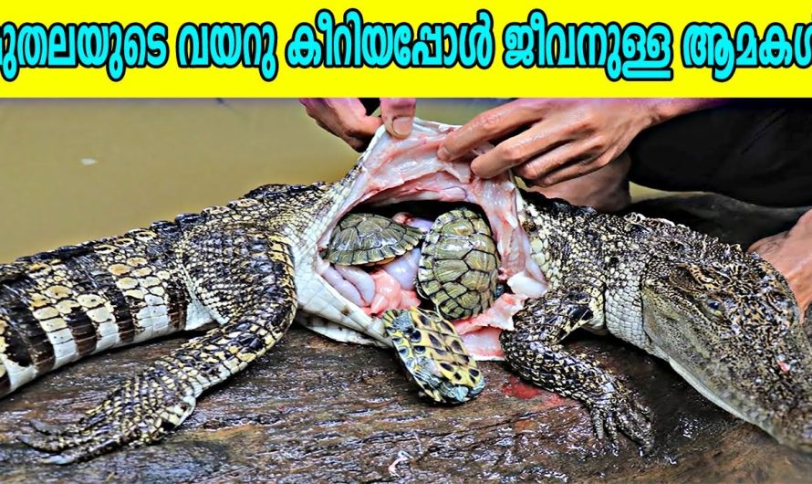 വ്യത്യസ്തമായ വസ്തുക്കളെ വിഴുങ്ങിയ ജീവികളെ കുറിച്ച് മനസ്സിലാക്കാം..
