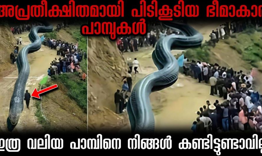 ലോകത്തുള്ള ഭീമാകാരന്മാരായ വിഷപ്പാമ്പുകളെ കുറിച്ച് മനസ്സിലാക്കാം..