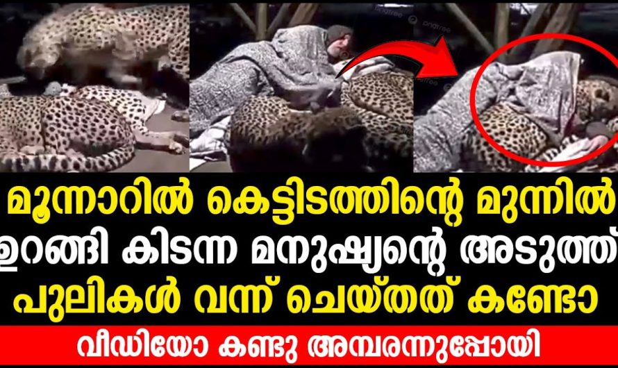 കാട്ടിലെ കെട്ടിടത്തിൽ ഉറങ്ങിക്കിടന്നിരുന്ന മനുഷ്യൻറെ അടുത്തേക്ക് പുലികൾ വന്നപ്പോൾ സംഭവിച്ചത്..