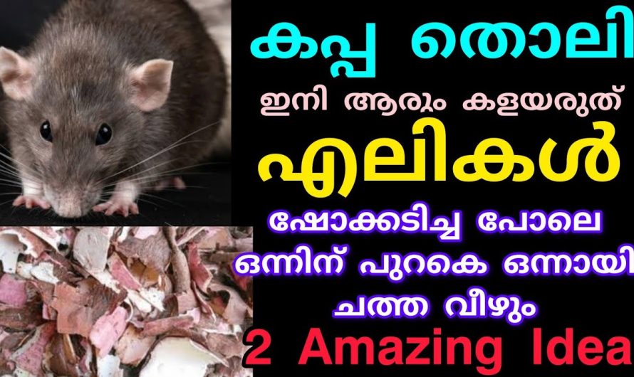 ഒരു കഷണം കപ്പ തൊലി മതി വീട്ടിലെ എലിശല്യങ്ങൾ പാടെ ഇല്ലാതാക്കാം…