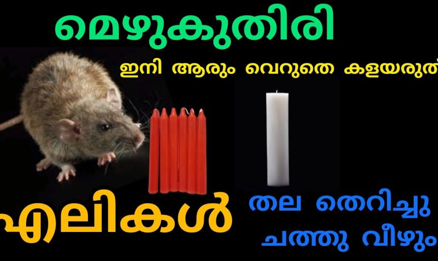 എലിശല്യം പാടെ വീട്ടിൽ നിന്ന് ഇല്ലാതാക്കാൻ സഹായിക്കുന്ന കിടിലൻ ടിപ്സുകൾ..