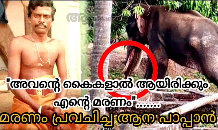 തന്റെ പ്രിയപ്പെട്ട ആനയുടെ കൈകളാൽ തന്നെ കൊല്ലപ്പെട്ട ആനപാപ്പാൻ…