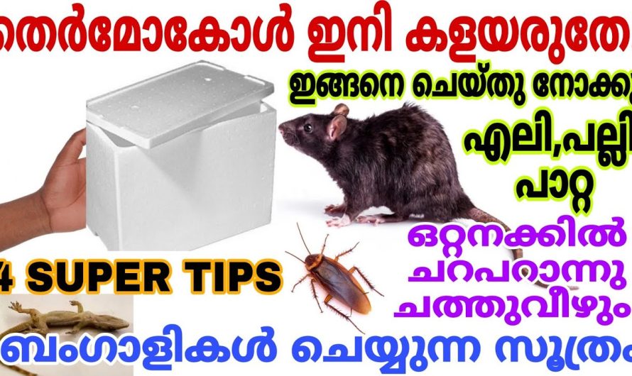 നിങ്ങളുടെ വീട്ടിൽ തെർമോകോൾ ഉണ്ടോ എങ്കിൽ എലി ശല്യങ്ങൾ പാടെ ഇല്ലാതാക്കാം…