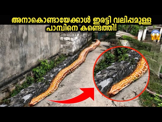 ലോകത്തിൽ ഇന്നേവരെ കണ്ടെത്തിയ ഭീമാകാരന്മാരായ പാമ്പുകൾ…