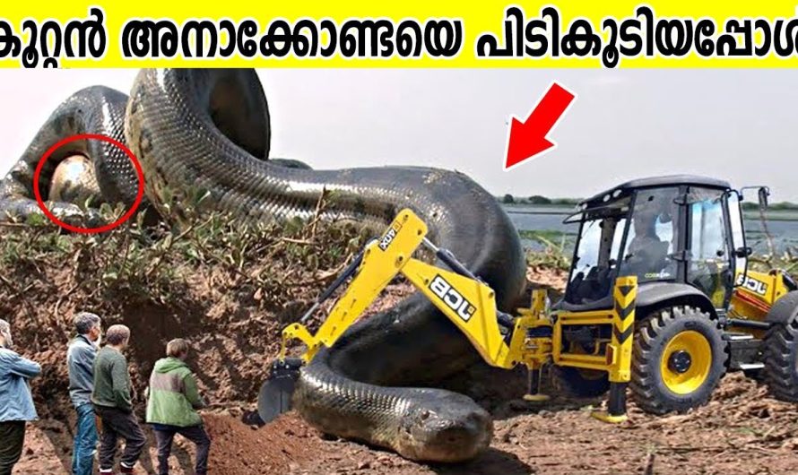 ചില വ്യത്യസ്തമായ മൃഗങ്ങളെ കുറിച്ചാണ് ഇന്ന് നമ്മൾ വീഡിയോയിലൂടെ മനസ്സിലാക്കാൻ പോകുന്നത്..