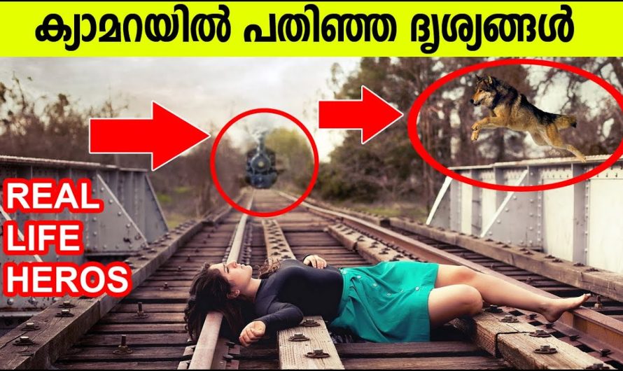 മനുഷ്യനോട് ഏറ്റവും കൂടുതൽ സ്നേഹവും നന്ദിയും കടപ്പാടും ഉള്ള ജീവികളാണ് നായകൾ..