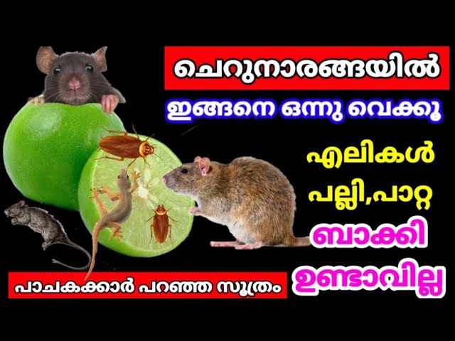 വീട്ടിൽ ചെറുനാരങ്ങയും ഗ്രാമ്പുവും ഉണ്ടോ എങ്കിൽ പാറ്റ എലി ഈച്ച എന്നിവയുടെ ശല്യം പാടെ ഇല്ലാതാക്കാം..