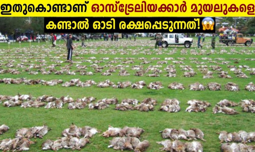 ഓസ്ട്രേലിയയിൽ മുയലുകൾ ആധിപത്യം സ്ഥാപിച്ചത് എങ്ങനെ?? അതിനു പിന്നിലെ രഹസ്യങ്ങൾ…