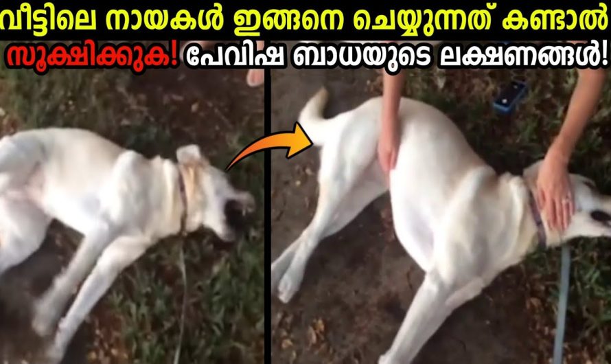 പേ വിഷബാധയുള്ള മൃഗങ്ങൾ.. പേ  വിഷബാധയേറ്റാൽ ശ്രദ്ധിക്കേണ്ട കാര്യങ്ങൾ..