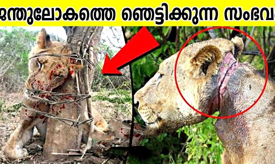 മൃഗശാലയിൽ ഒരു കുരങ്ങൻ അവൻറെ കൂടിനുള്ളിൽ കാണിക്കുന്നത് കണ്ടാൽ നിങ്ങൾ ഞെട്ടും…