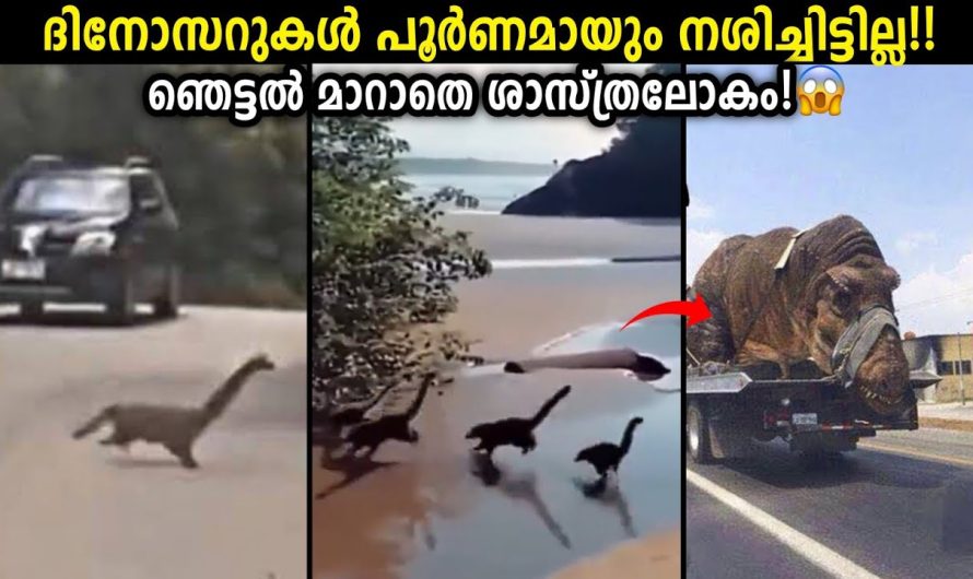 ഒരുകാലത്ത് ഭൂമി അടക്കി വാണിരുന്ന ദിനോസറുകൾക്ക് യഥാർത്ഥത്തിൽ എന്താണ് സംഭവിച്ചത്??
