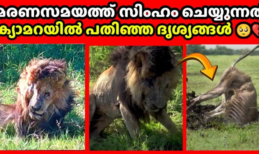 കാട്ടിലെ രാജാവായ സിംഹങ്ങളുടെ അവസാന നിമിഷങ്ങൾ ഇങ്ങനെയാണ്…