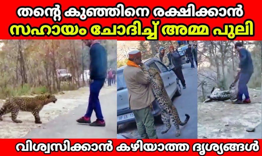 ചതുപ്പിൽ വീണ തൻറെ കുഞ്ഞിനെ രക്ഷിക്കാനായി ഈ അമ്മയാന ചെയ്തത് കണ്ടോ..