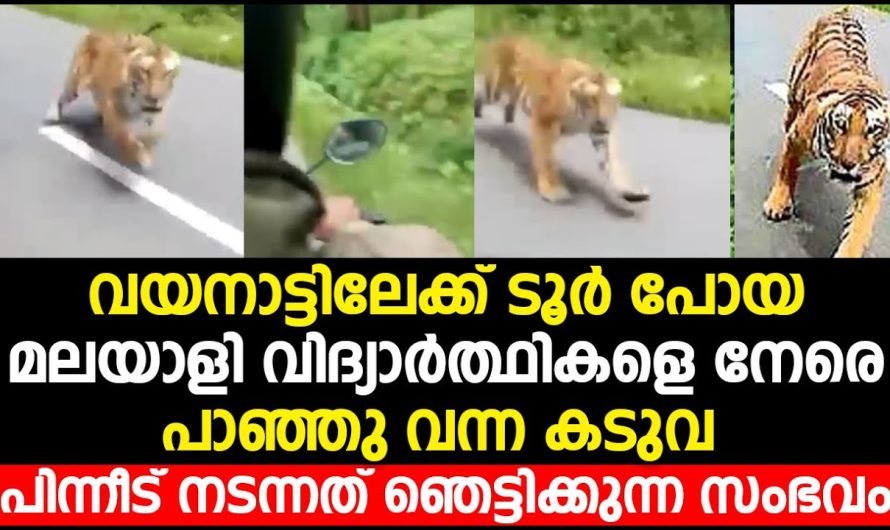വയനാട്ടിലെ ഉൾവനത്തിലേക്ക് ടൂർ പോയ വിദ്യാർത്ഥികൾക്ക് സംഭവിച്ചത് കണ്ടോ..