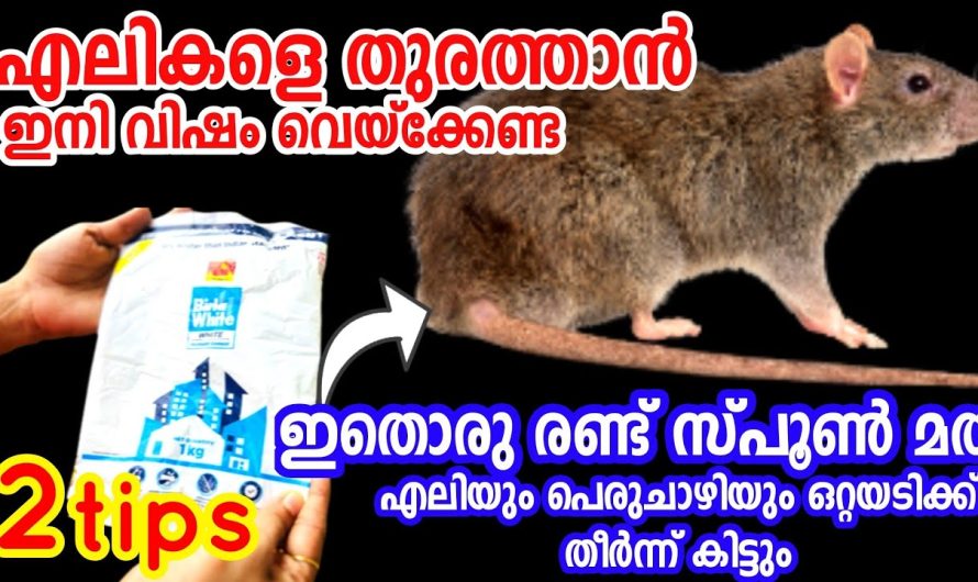 യാതൊരു പൈസയുടേയും ചെലവില്ലാതെ ഒറ്റദിവസംകൊണ്ട് തന്നെ വീട്ടിൽ നിന്ന് എലി ശല്യം ഇല്ലാതാക്കാം….