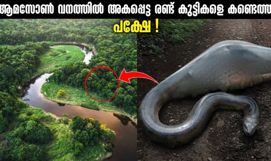 ആമസോൺ കൊടും വനത്തിൽ അകപ്പെട്ട രണ്ട് സഹോദരങ്ങളുടെ കഥ..