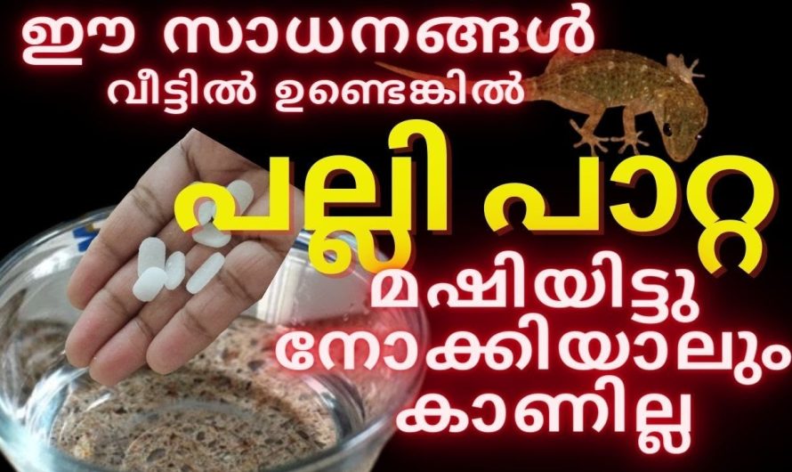 ഈ ഒരൊറ്റ ടിപ്സ് ചെയ്താൽ മതി നിങ്ങളുടെ വീട്ടിലെ പല്ലി പാറ്റ ശല്യം പാടെ ഇല്ലാതാവും..