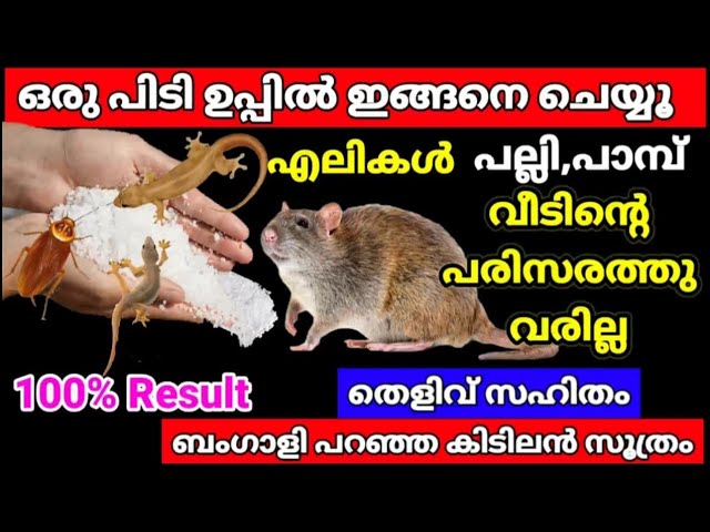 ഉപ്പ് ഉപയോഗിച്ചുകൊണ്ട് വീട്ടിലുള്ള ശല്യക്കാരായ ജീവികളെ തുരത്താനുള്ള ടിപ്സുകൾ പരിചയപ്പെടാം..