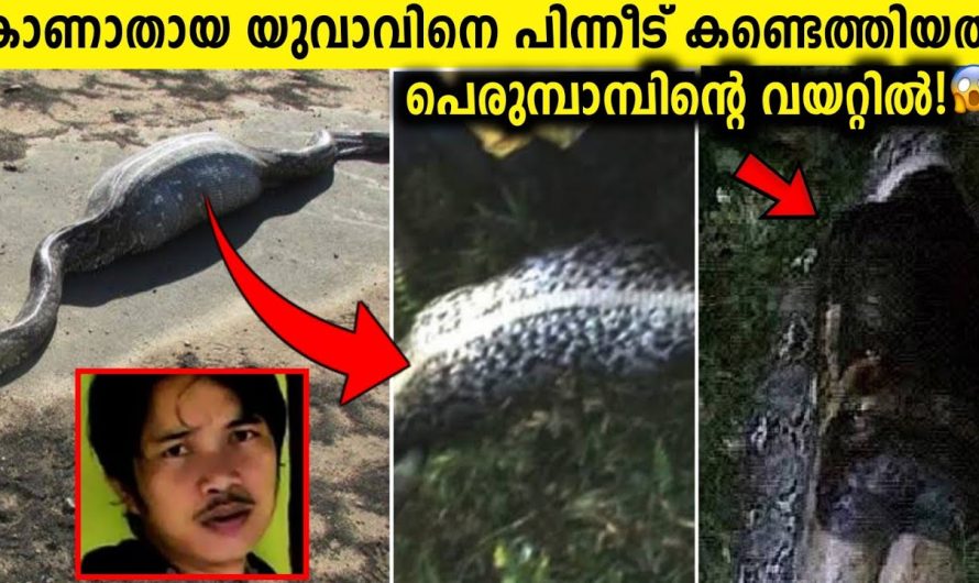 മനുഷ്യരെ വരെ വിഴുങ്ങാൻ പ്രാപ്തിയുള്ള ഭീമാകാരന്മാരായ പാമ്പുകൾ…