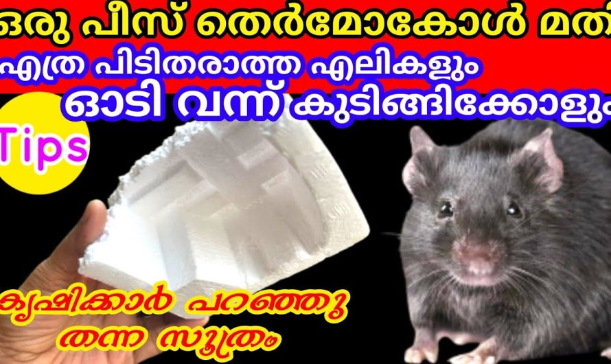 നിങ്ങളുടെ കയ്യിൽ ഒരു തെർമോക്കോൾ ഉണ്ടോ എങ്കിൽ വീട്ടിലെ പാടെ ഇല്ലാതാക്കാം..