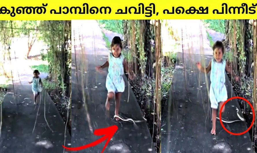 ഭാഗ്യം ഒന്നുകൊണ്ടുമാത്രം തല നാരിഴക്ക് ജീവൻ തിരിച്ചു കിട്ടിയ മനുഷ്യർ…