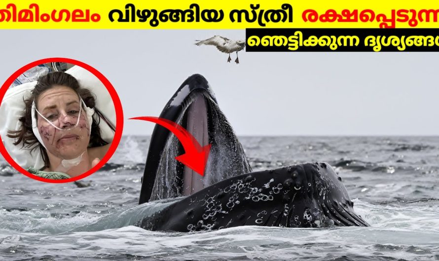 കൊലയാളിയായ സ്രാവിൽ നിന്നും യുവതിയെ രക്ഷിച്ച തിമിംഗലം..